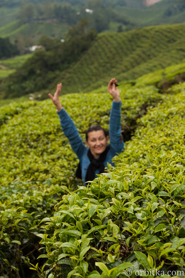 40--Pola herbaciane w Malezji--img 4918