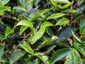 18--Pola herbaciane w Malezji--img 4820