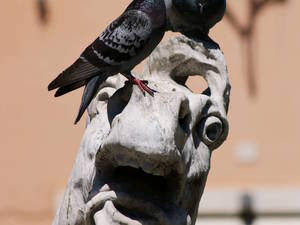 Fontana del Nettuno na Piazza Navona