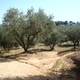42 drzewo oliwne