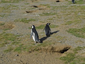 Parque Nacional Los Pinguinos