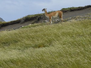Parque Nacional Torres del Paine