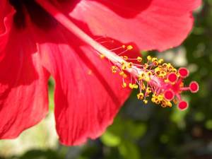 Symbol Rodos - hibiskus (ketmia lub róża chińska)