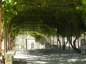 Klasztorna winnica