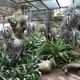 Ogród orchidei