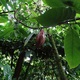kakaowiec
