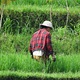 Tarasy ryżowe Pupuan