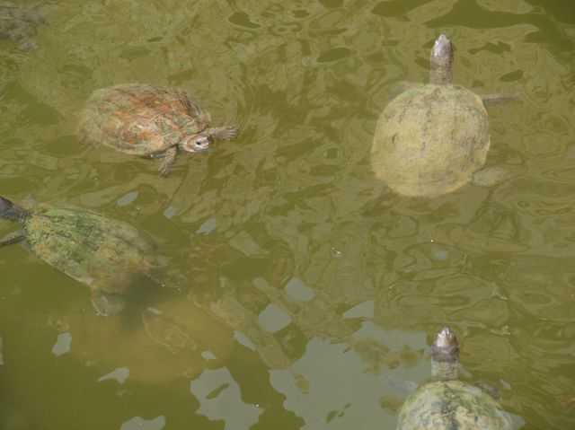 Żółwie w fosie wzdłuż zamku