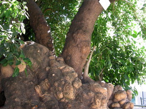 Lizbona