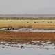 Rezerwat Lake Manyara