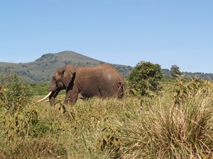 W drodze do Serengeti