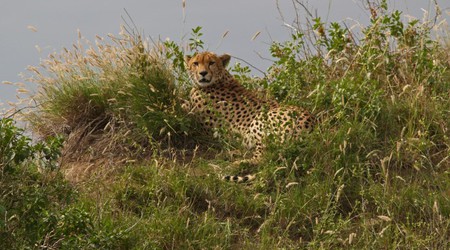 Park Narodowy Serengeti