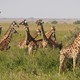 Park Narodowy Serengeti 