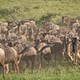 Park Narodowy Serengeti