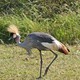 Park Narodowy Serengeti