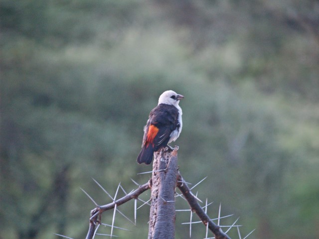 Park Narodowy Serengeti