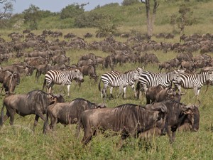 Park Narodowy Serengeti