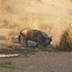 Park Narodowy Serengeti