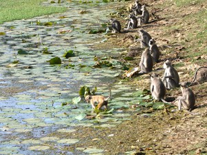 Małpy w Polonnaruwa 