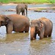 Pinnawala, słonie na emeryturze