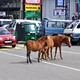 W Indiach święte krowy a na Sri Lance konie...