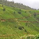 Nuwara Eliya, pola herbaciane