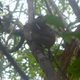 Bohol  - rezerwat  tersierów 