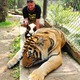 wizyta w Tiger Kingdom 