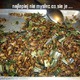 czyste białko - larwy owady świerszcze