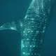 Rekin wielorybi 