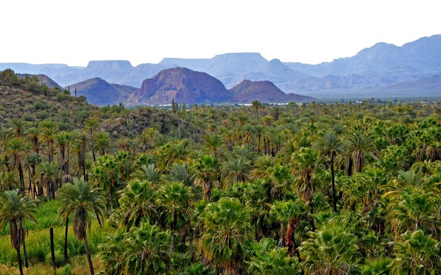 Mulege, oaza na pustyni 