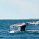 Wieloryb szary