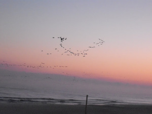 ptaki o świcie