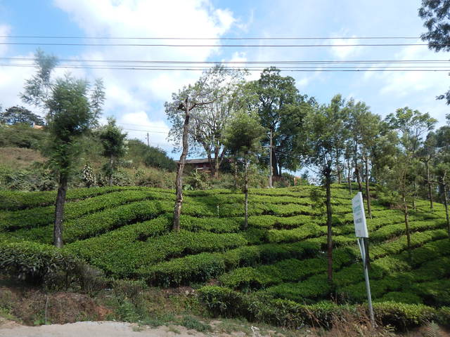 Munnar plantacja herbaty