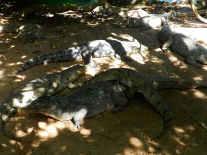 Krokodyle