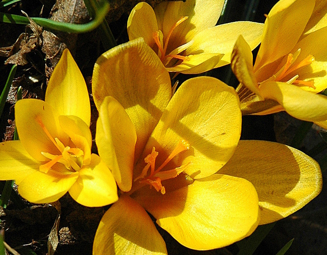 Dsc 0271