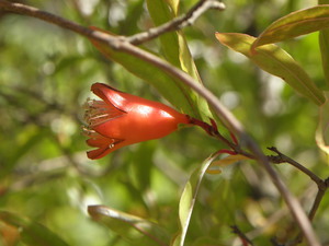 Ogród Botaniczny