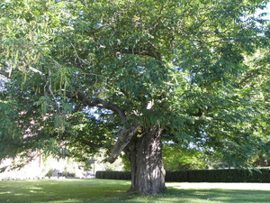 Ogród Botaniczny