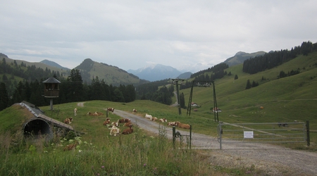 Alpy
