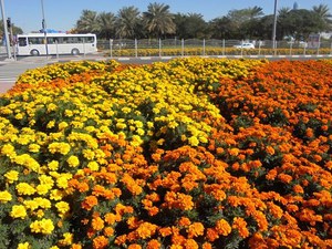 Dubaj - Creek Park