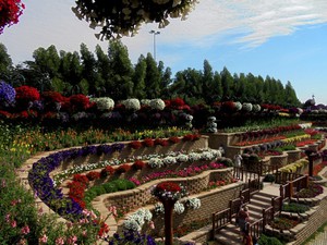 Dubaj - Miracle Garden