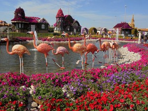 Dubaj - Miracle Garden