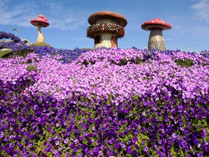 Dubaj - Miracle Garden