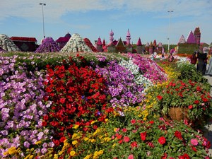 Dubaj - Miracle Garden