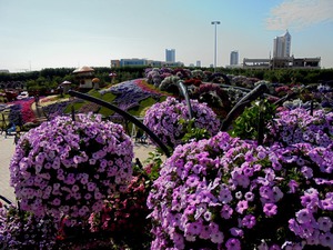 Dubaj - Miracle Garden