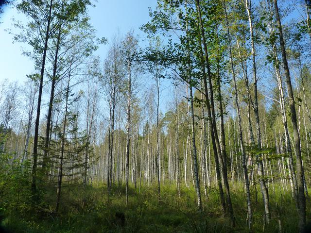 P1060594