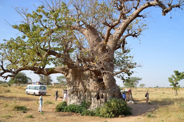 Stary baobab