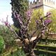 25782366 - Granada Granaty u stóp Alhambry