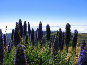 Pico do Arieiro