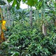 Salento, plantacje kawy
